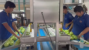 Peeling & Pitting Production Line