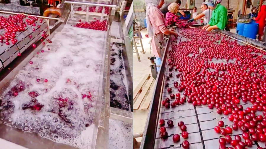 Cherry Pitting Production Line
