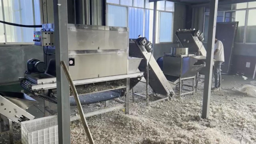 Garlic Peeling Production Line