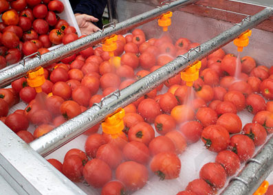 Fruits Processing Machinery